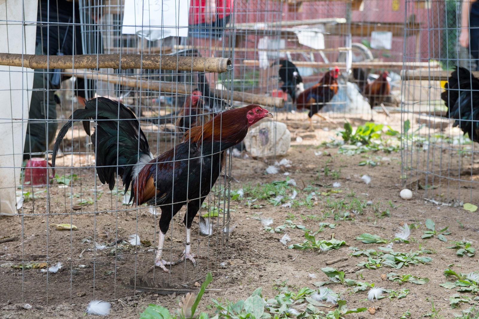 Md. man charged with animal cruelty, held on $1.5M bond