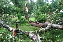 A storm damage survey found substantial tree damage caused by a tornado in Clements, Md. along Route 234. (WTOP/Dave Dildine)