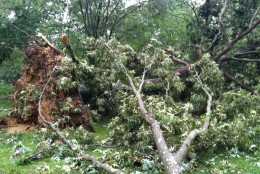 The tornado uprooted some trees, and snapped others Saturday afternoon. (WTOP/Dave Dildine)