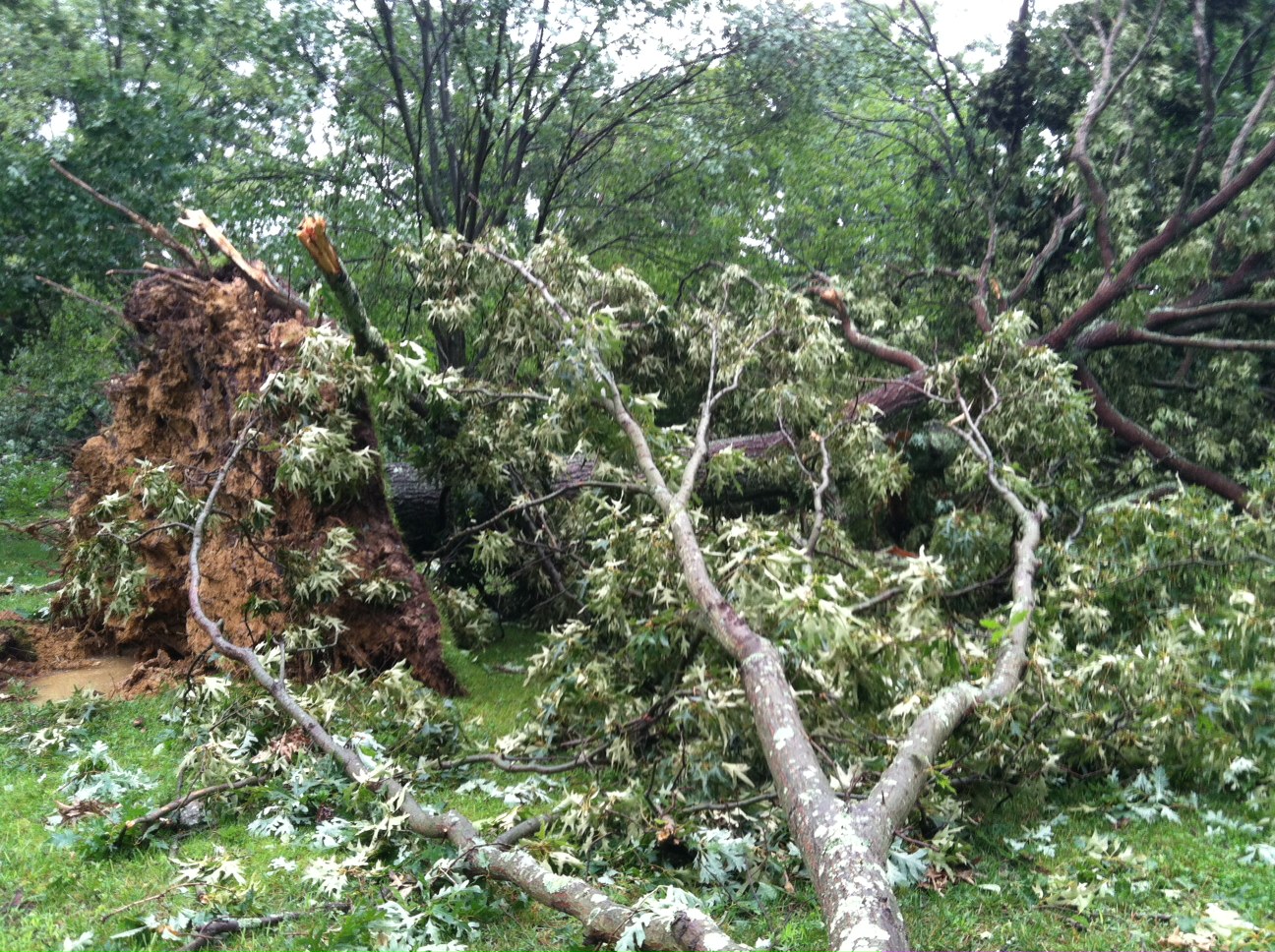 The tornado uprooted some trees, and snapped others Saturday afternoon. (WTOP/Dave Dildine)