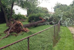 Thursday night's storm caused damage on Eastbourne Drive in Silver Spring: One tree uprooted, another on the roof of a house and debris everywhere. (WTOP/Jamie Forzato)