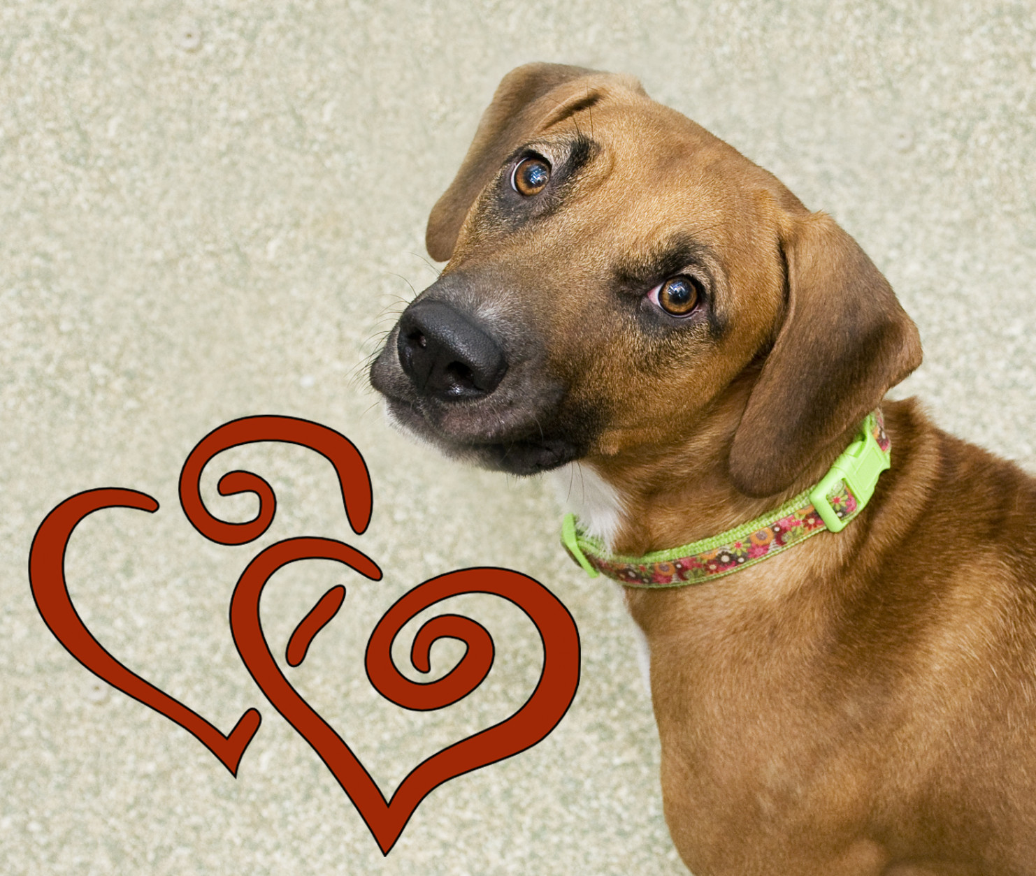 Queen of Hearts is available for adoption at the Washington Animal Rescue League. (Courtesy WARL) 