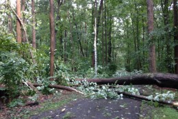 A sycamore was downed in southern Reston. (WTOP/Dave Dildine)