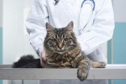 Researchers have greater evidence to link a cat-carried parasite to mental disorders such as schizophrenia and bipolar disorder. (Thinkstock) 