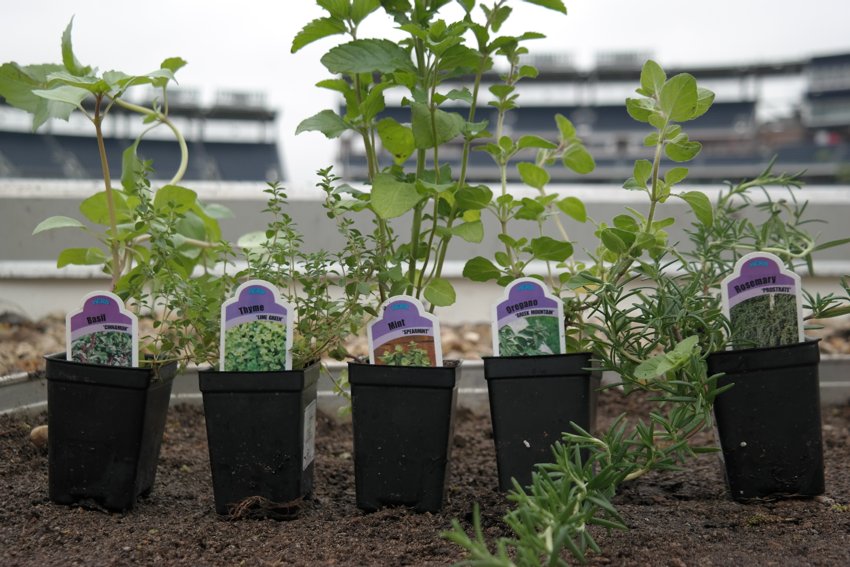Nationals unveil vegetable garden at ballpark