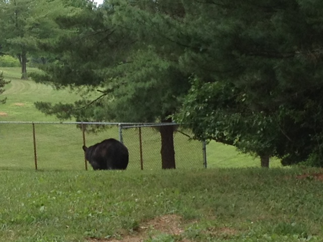 Black bear sighted in Damascus area