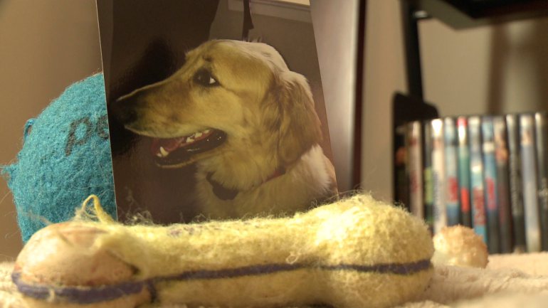 Golden retriever dies after being left in Petco drying cage