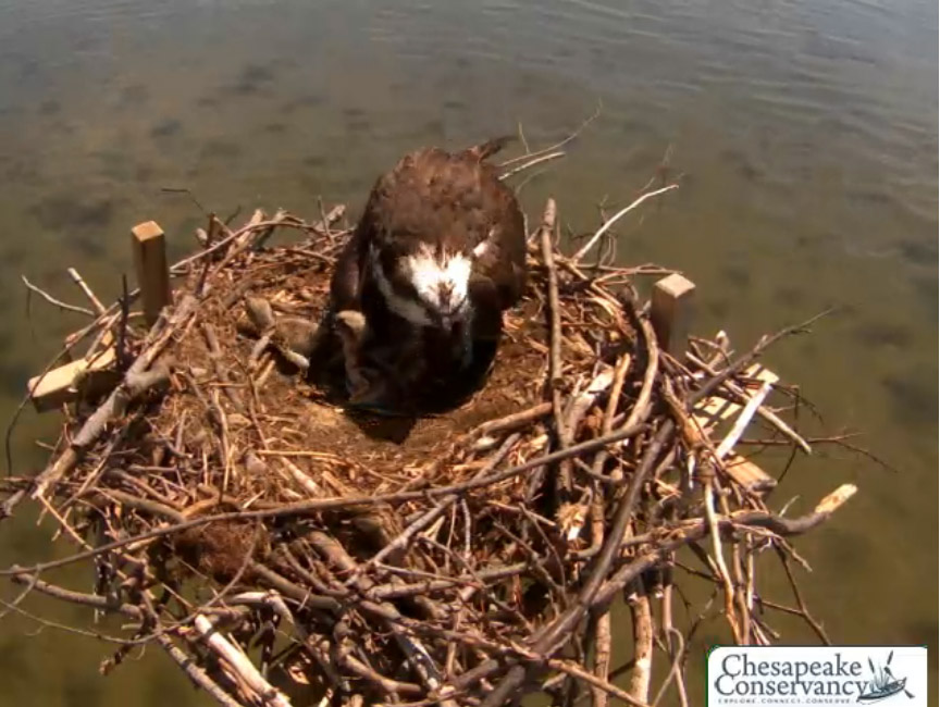 Md. osprey welcome adopted chicks to nest
