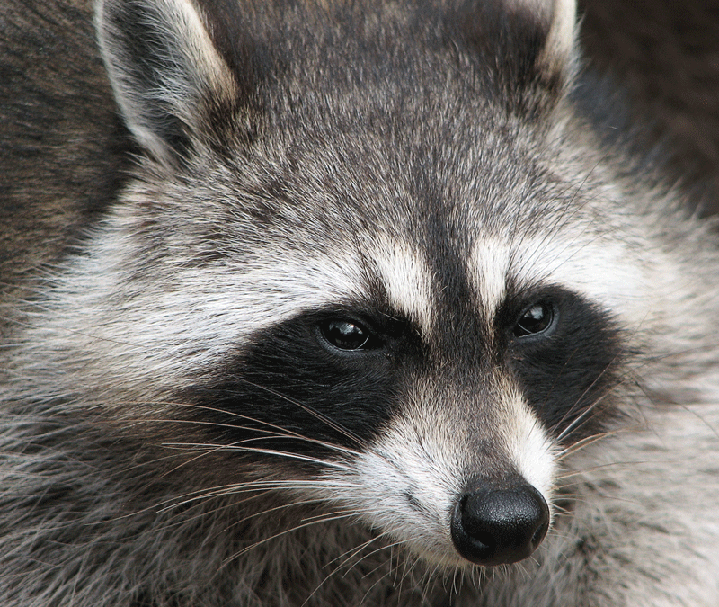 Police: ‘suspect’ raccoon in park attack captured
