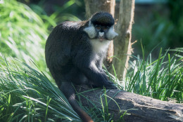 Schmidt’s red-tailed monkeys are native to the Democratic Republic of the Congo, as well as Uganda, Rwanda, Tanzania and Kenya. The monkeys have a whitish-yellow nose, white cheeks and a long tail with a bright red underside. (Courtesy Smithsonian's National Zoo)