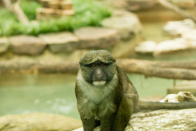 Allen’s swamp monkeys are native to the swamp forests of Cameroon and Democratic Republic of the Congo and are distinguished by their small and stout size and fur that varies in color from brownish-gray to green. (Courtesy Smithsonian’s National Zoo)