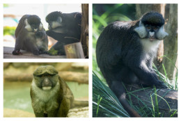The zoo announced Wednesday that it recently welcomed two species of guenons – four Allen’s swamp monkeys and three Schmidt’s red-tailed monkeys. (Courtesy Smithsonian’s National Zoo)