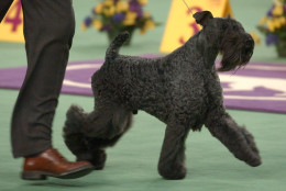A Kerry Blue Terrier is a breed that enjoys being part of an active family, according to the AKC. This dog, Torum's Scarf Michael, competed in the 126th Annual Westminster Kennel Club Dog Show, Monday, Feb. 11, 2002 at Madison Square Garden in New York. (AP Photo/Ron Frehm)