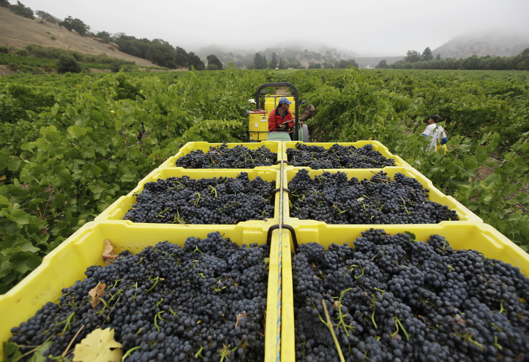 Wine of the Week: The diversity of California pinot noir - WTOP News