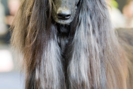 If you opt for an Afghan Hound, the AKC recommends bathing and brushing twice a week. (AP Photo/Kerstin Joensson)