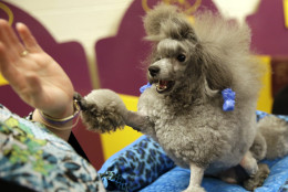 Poodles are another good fit for those with allergies. (AP Photo/Mary Altaffer)