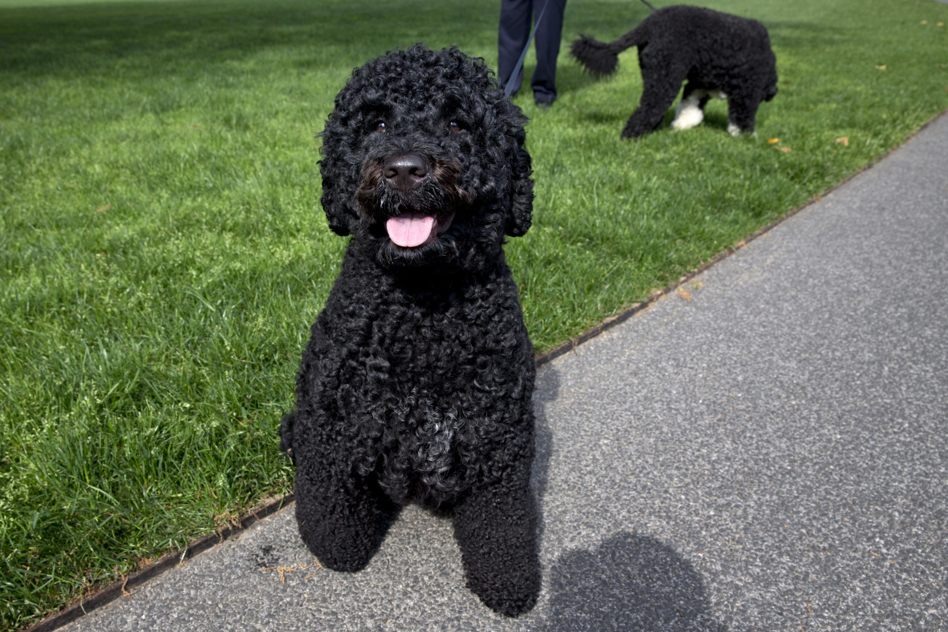 Maybe you're looking for a more Presidential -- and allergy-friendly -- pooch. The Obama family pets, Sunny and Bo, are Portuguese Water Dogs, another AKC-recommended breed.  (AP Photo/Jacquelyn Martin)
