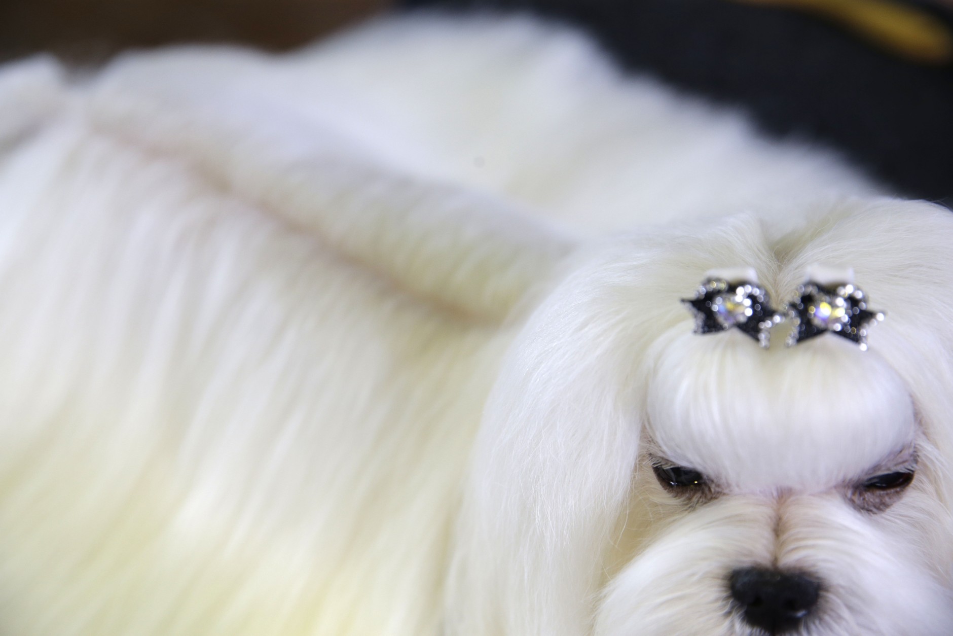 The AKC says a Maltese, another hypoallergenic breed, has fur that needs to be brushed daily. This Maltese, named Smarty, is seen waiting to compete at the Westminster Kennel Club show in New York, Monday, Feb. 16, 2015. (AP Photo/Seth Wenig)
