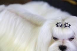 The AKC says a Maltese, another hypoallergenic breed, has fur that needs to be brushed daily. This Maltese, named Smarty, is seen waiting to compete at the Westminster Kennel Club show in New York, Monday, Feb. 16, 2015. (AP Photo/Seth Wenig)