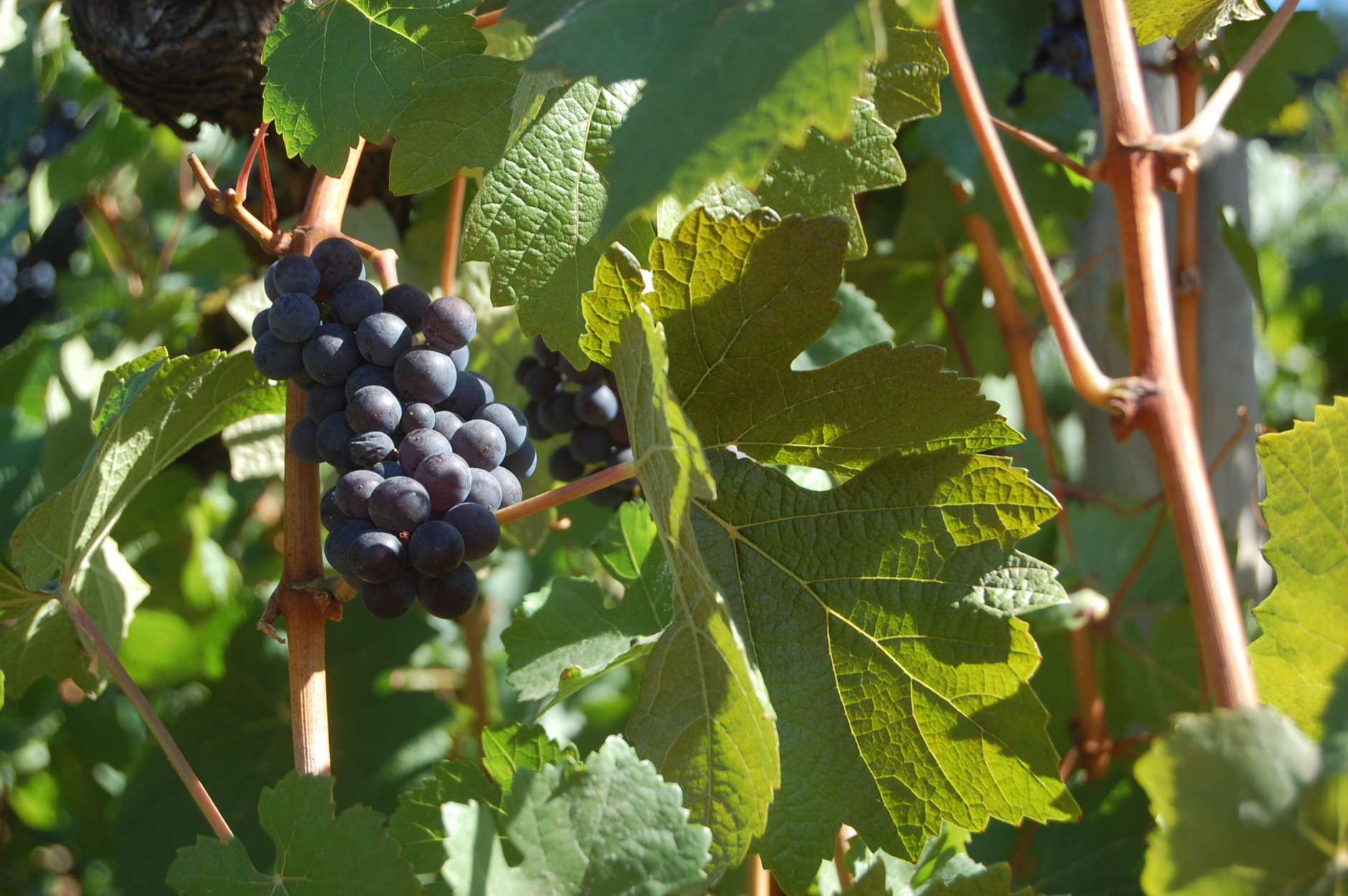 This Sept. 20, 2014 photo shows pinot noir grapes on a vine at the Willamette Valley Vineyards in Turner, Ore. The annual Grape Stomp draws hundreds of people to this winery on a hilltop to smash leftover grapes. Their goal: Get more juice in the bucket than the next guy. (AP Photo/Molly Hottle)