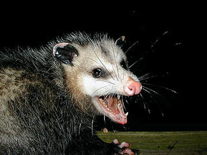 They might not be pretty, but Opossums are rare and important animals