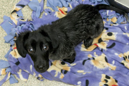 Geno is a 9-month-old pup, available for adoption from the Washington Animal Rescue League. (Courtesy WARL)