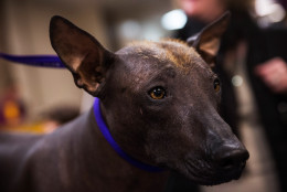 NEW YORK, NY - FEBRUARY 10:  Armani, a Mexican hairless dog, waits to compete in the Westminster Dog Show on February 10, 2014 in New York City. The annual dog show showcases the best dogs from around world for the next two days in New York.  (Photo by Andrew Burton/Getty Images)