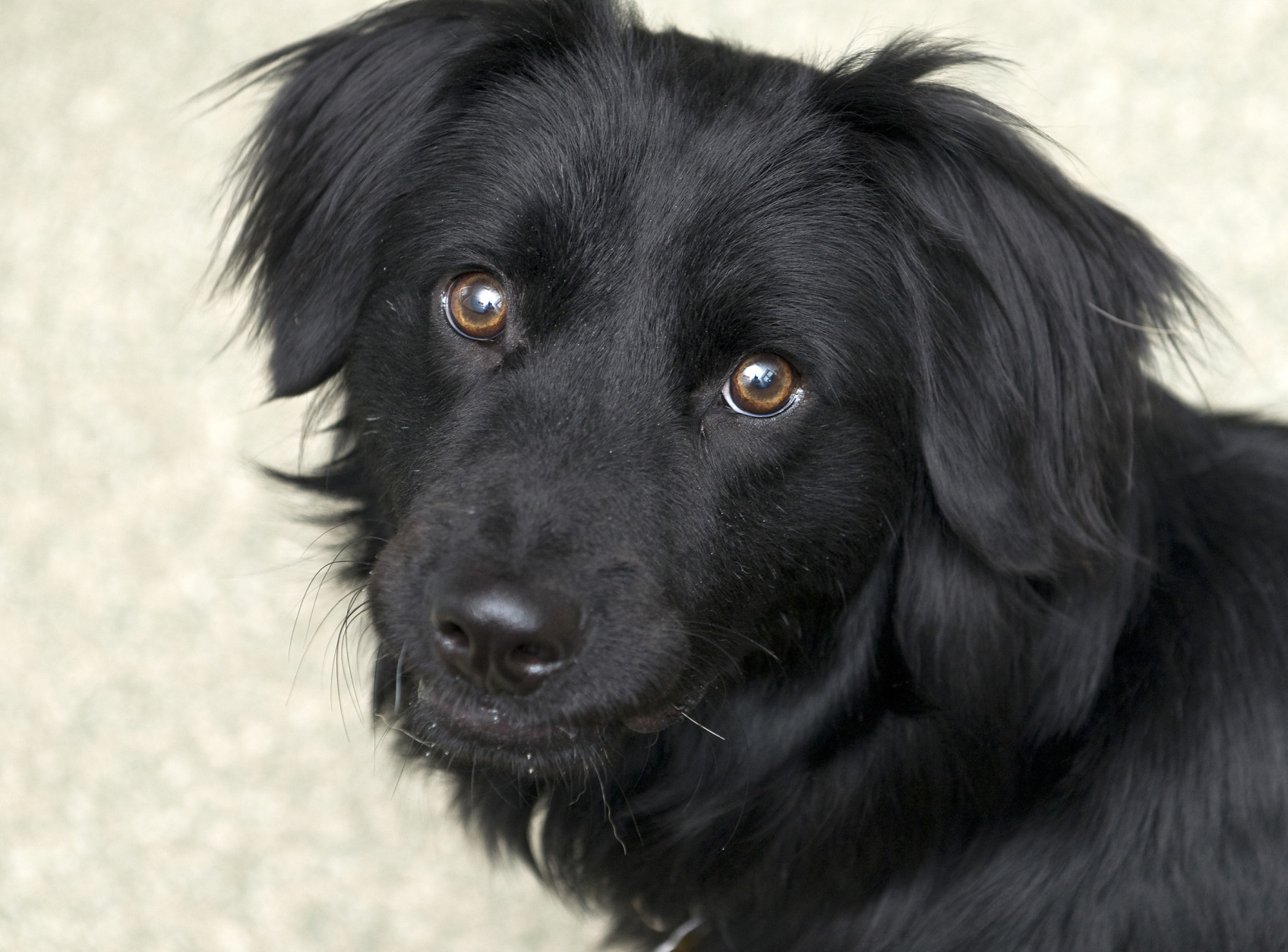 Saturn is an 18-month-old retriever mix available for adoption from the Washington Animal Rescue League. (Courtesy WARL) 