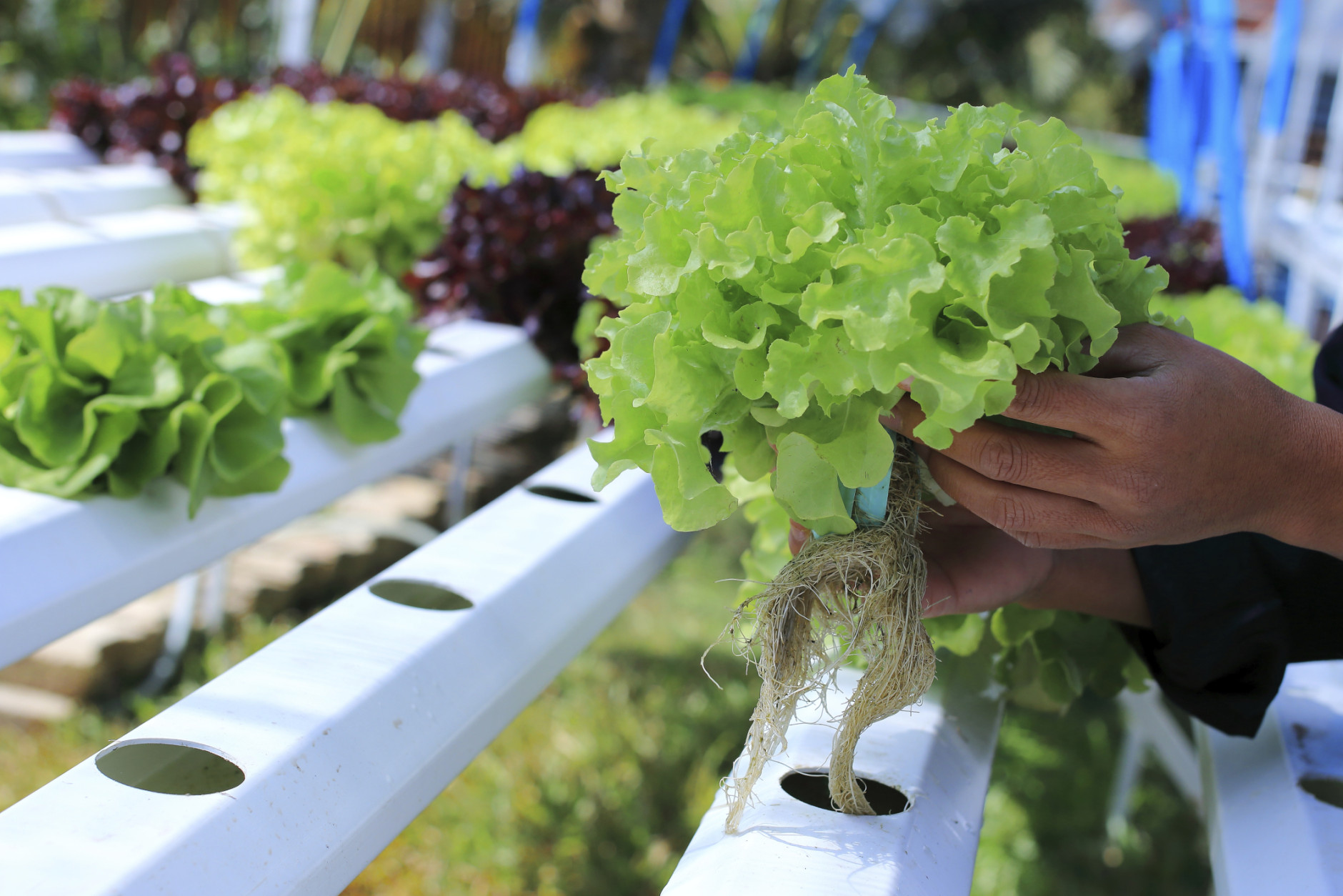 Local Roots Farms is growing hydroponic lettuce in its shipping container farm. Soon, the business hopes to grow more fruits and vegetables and break into the D.C. market. (Thinkstock)