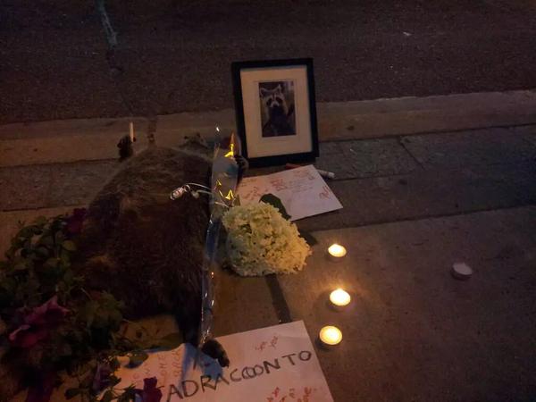 Dead Toronto raccoon receives memorial, candlelight vigil