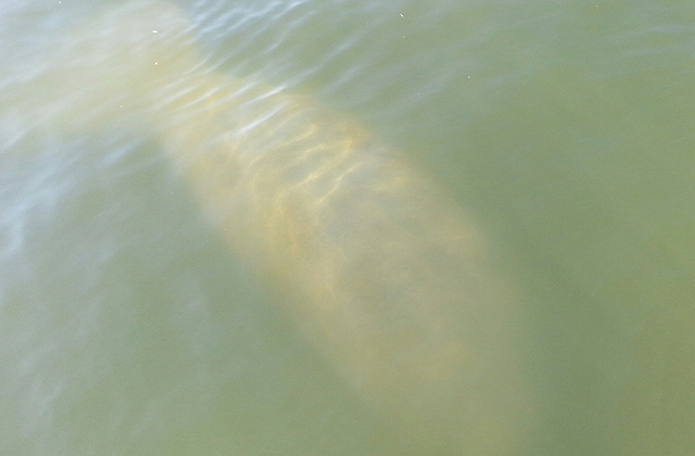 A manatee was seen in a tributary of the Chesapeake Bay on Tuesday. If you see the animal, be sure to give it space and call the National Aquarium's stranding hotline: 410-576-3880. (Photo Courtesy of the National Aquarium)