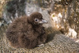 Penne and Valjean are the sixth and seventh puffin chicks to successfully hatch in the National Aquarium’s Sea Cliffs exhibit since 2006. The two young puffins were named by the aviculturists who work closely with the animals of the Sea Cliffs exhibit. (Photos courtesy of the National Aquarium)