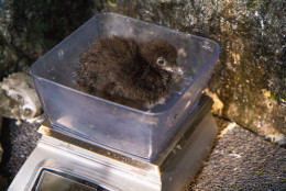 Penne and Valjean are the sixth and seventh puffin chicks to successfully hatch in the National Aquarium’s Sea Cliffs exhibit since 2006. (Photos courtesy of the National Aquarium)