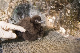 Penne and Valjean are the sixth and seventh puffin chicks to successfully hatch in the National Aquarium’s Sea Cliffs exhibit since 2006. The two young puffins were named by the aviculturists who work closely with the animals of the Sea Cliffs exhibit. (Photos courtesy of the National Aquarium)