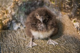 Penne and Valjean are the sixth and seventh puffin chicks to successfully hatch in the National Aquarium’s Sea Cliffs exhibit since 2006. The two young puffins were named by the aviculturists who work closely with the animals of the Sea Cliffs exhibit. (Photos courtesy of the National Aquarium)