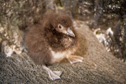 Penne and Valjean are the sixth and seventh puffin chicks to successfully hatch in the National Aquarium’s Sea Cliffs exhibit since 2006. The two young puffins were named by the aviculturists who work closely with the animals of the Sea Cliffs exhibit. (Photos courtesy of the National Aquarium)