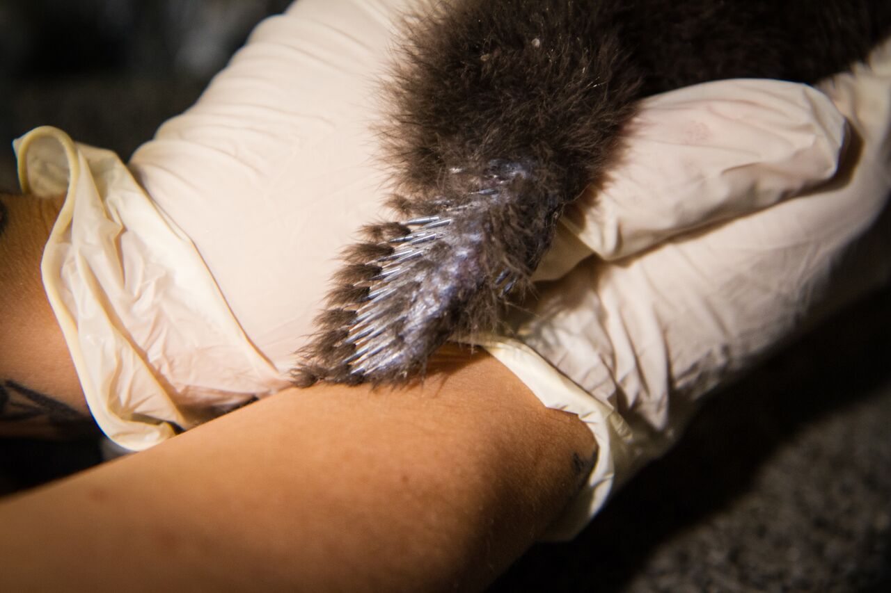 Penne and Valjean are the sixth and seventh puffin chicks to successfully hatch in the National Aquarium’s Sea Cliffs exhibit since 2006. The two young puffins were named by the aviculturists who work closely with the animals of the Sea Cliffs exhibit. (Photos courtesy of the National Aquarium)