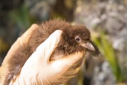 Penne and Valjean are the sixth and seventh puffin chicks to successfully hatch in the National Aquarium’s Sea Cliffs exhibit since 2006. The two young puffins were named by the aviculturists who work closely with the animals of the Sea Cliffs exhibit. (Photos courtesy of the National Aquarium)