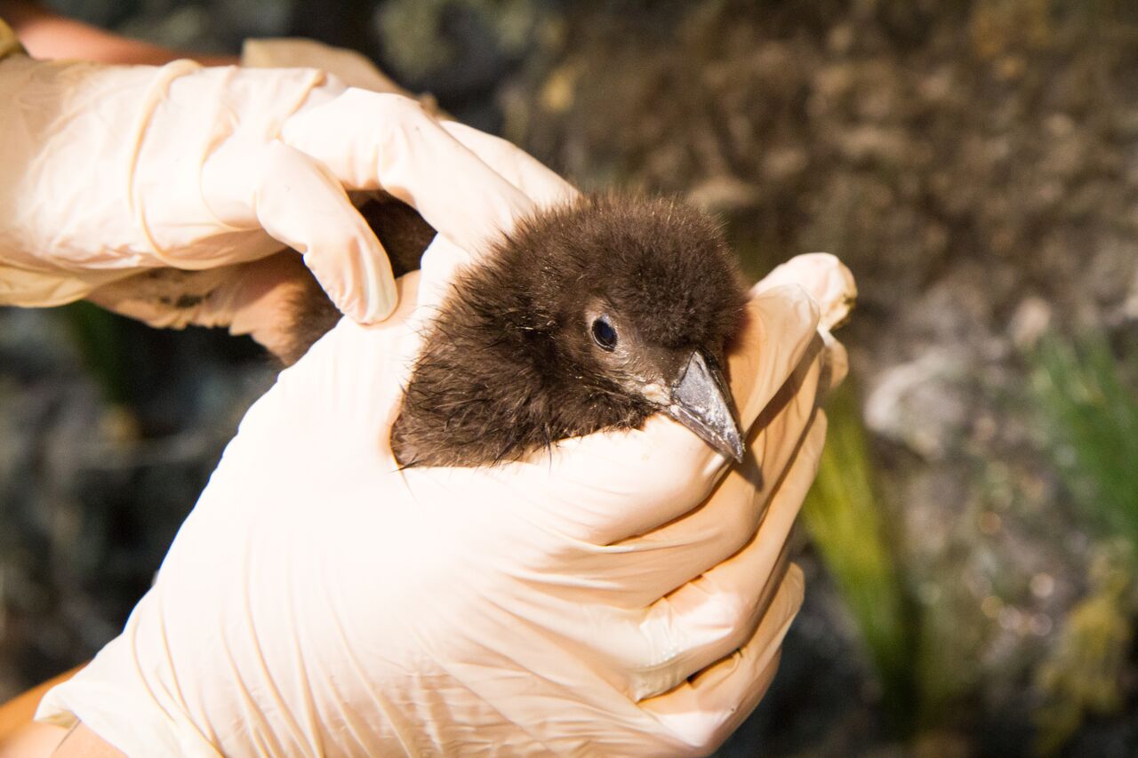 National Aquarium announces birth of two puffin chicks WTOP News