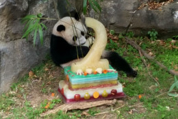Bao Bao, a giant panda at the National Zoo in Washington, D.C., celebrated her second birthday with a treat Sunday, Aug. 23, 2015. (WTOP/Kathy Stewart)