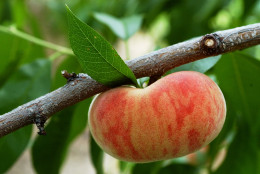 Peach trees must be pruned for airflow every year in the late winter/early spring. (AP Photo/Carolyn Kaster)