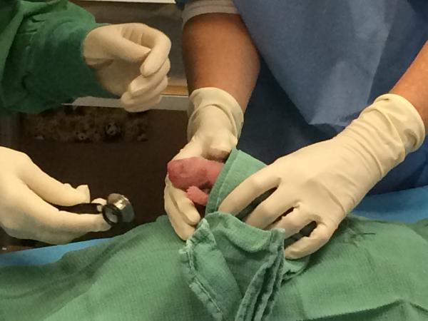 National Zoo: Giant panda gives birth to 2 cubs