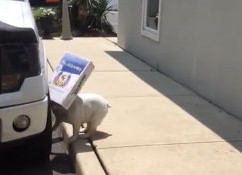 Box-loving bulldog proves love is blind(ing)