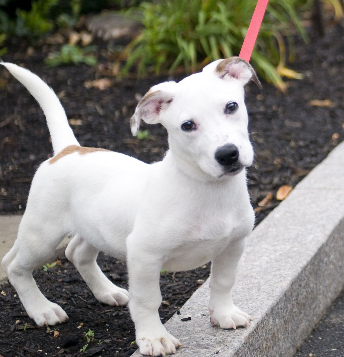 Dime is a 4-month-old puppy, available for adoption at the Washington Animal Rescue League. (Courtesy WARL) 