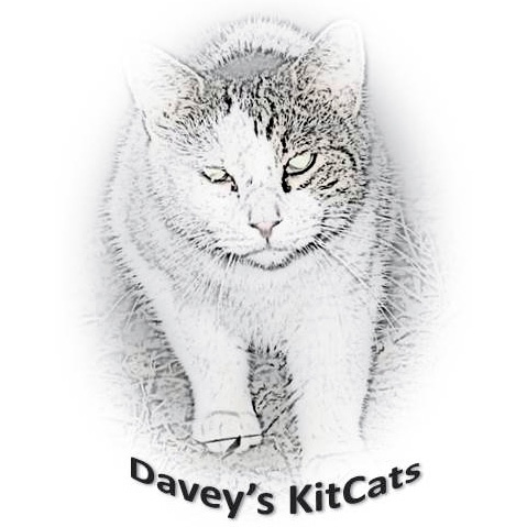 Davey’s KitCats