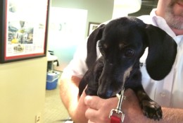 Orca is available for adoption at the Washington Animal Rescue League. (WTOP)