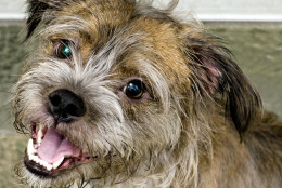 Parsons is available for adoption at the Washington Animal Rescue League. (Courtesy WARL) 