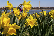Mother’s Day sunshine gives way to scattered showers, possible thunderstorms