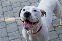 A wonderful, nurturing mother, Sweet Caroline is now looking for a loving adult home where she can be pampered and enjoy years of good times with her human companion. (Photo Courtesy of the Washington Animal Rescue League)