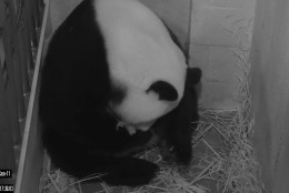 Giant panda Mei Xiang gives birth to a panda cub at the National Zoo Saturday, August 22, 2015. The zoo's panda team watched the birth on the Panda Cam. Mei Xiang's water broke about 4:32 p.m. and the first cub was born about 5:35 p.m. A second cub was born later that evening. (Smithsonian’s National Zoo)